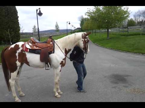 Rune Haugen and Tango follow.mp4