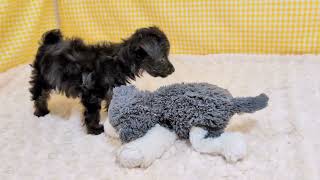 ハーフ犬の動画01