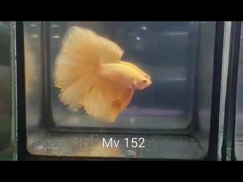 (MV-152)Supper Yellow Halfmoon Male Betta