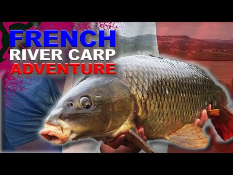 River Carp Fishing in France 🇫🇷 🥖 🎣