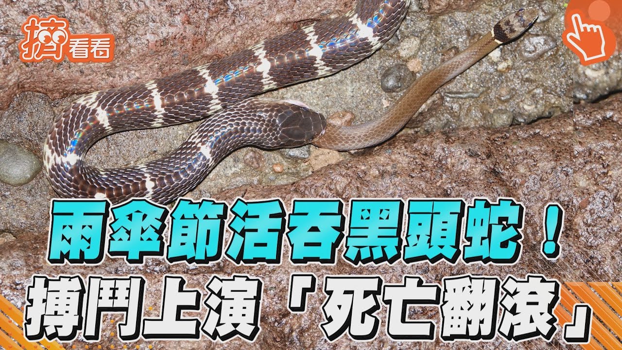 影音/雨傘節士林山區活吞黑頭蛇! 2蛇激烈搏鬥上演「死亡翻滾」
