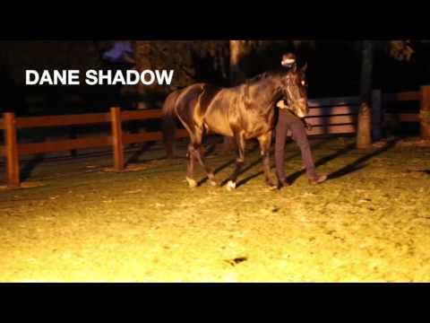 Stallion Parade 2016