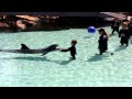 Justin Swimming With A Dolphin At Sea World