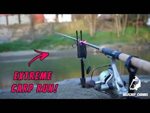 CARP RUN COMPILATION 2021! PART 36! (Extreme Carp Run)