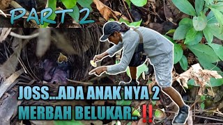 Download lagu MERBAH BELUKAR #burung mp3 Download lagu MERBAH BELUKAR #burung mp3