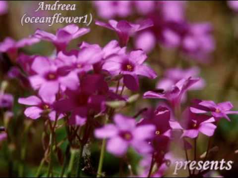 ♥♫GIOVANNI MARRADI  -Too Young ♥♫