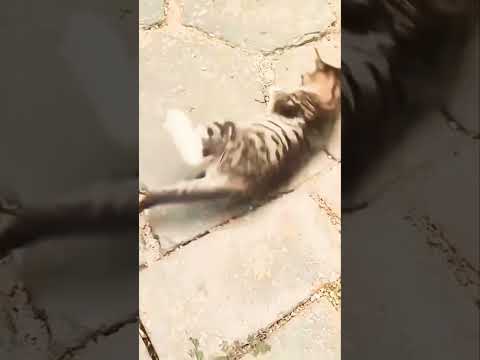 cat funny video#funny video #animals