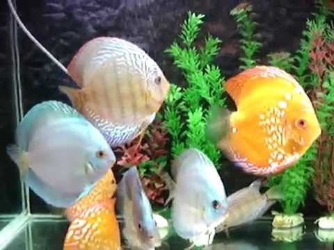 Discus-aquarium 200l