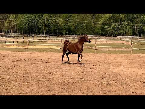 filly / klacz Gaja Hestia (Psyche Keret - Gaja Iris/Poganin)