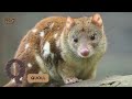 ABC Animals In The Desert Song Learn English Alphabets And Animals For Kids Abcd