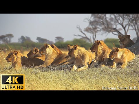 Amazing Lions Collection