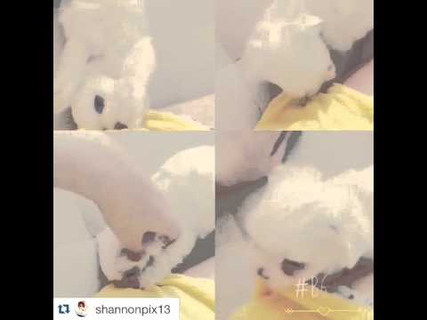 150603 Shannon (샤넌) IG update （ 2）