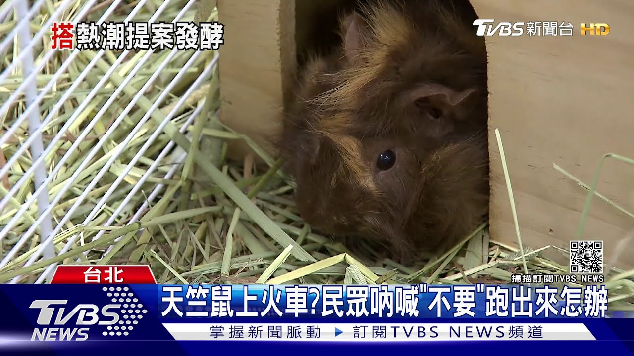 天竺鼠車車夯! 民眾連署「天竺鼠」上雙鐵
