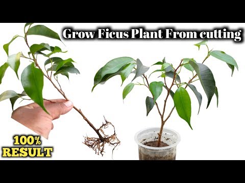 , title : 'Propagation of Ficus Plant from cutting . How to grow ficus Benjamina from cutting.'