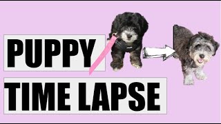 Mini Bernedoodle Time Lapse -  8 Weeks to Six Months in 20 seconds!