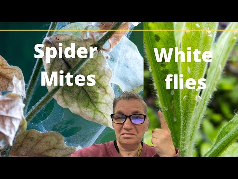 Eliminating White Flies & Spider Mites