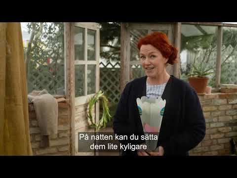 Bli glad av svenska tulpaner 🌷