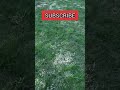 Bleached My Lawn with Tenacity #shorts
