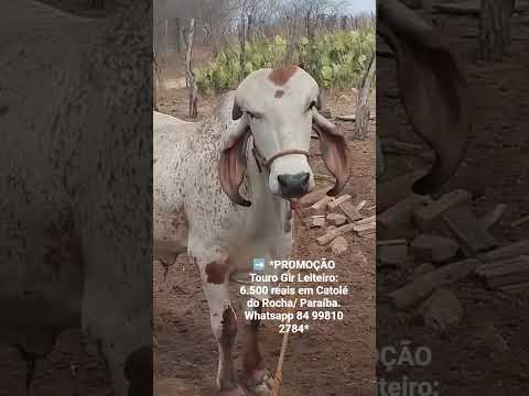Touro Gir Leiteiro: 6.500 reais em Catolé do Rocha/ Paraíba.Whatsapp 84 99810 2784* #boi #gado #vaca