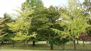 常願寺川公園の紅葉【4K/30fps】-2025/10/29-