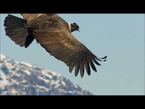 "Virgenes del sol" --   CHIMIZAPAGUA