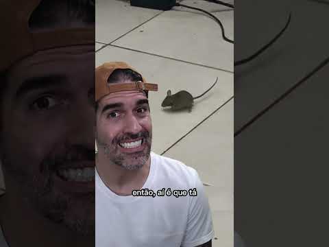 Como age o VENENO DE RATO? | Pidobiologia