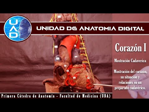 Anatomía del corazón I: Situación y ubicación - UAD - Primera cátedra de Anatomía - FMed - UBA