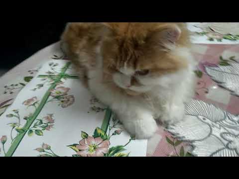 Persian cat relaxing after bath