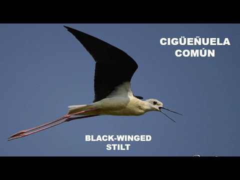 CIGÜEÑUELA COMÚN | BLACK-WINGED STIL