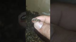 Download lagu Ada lebah bersarang di rumah, lakukan ini mp3