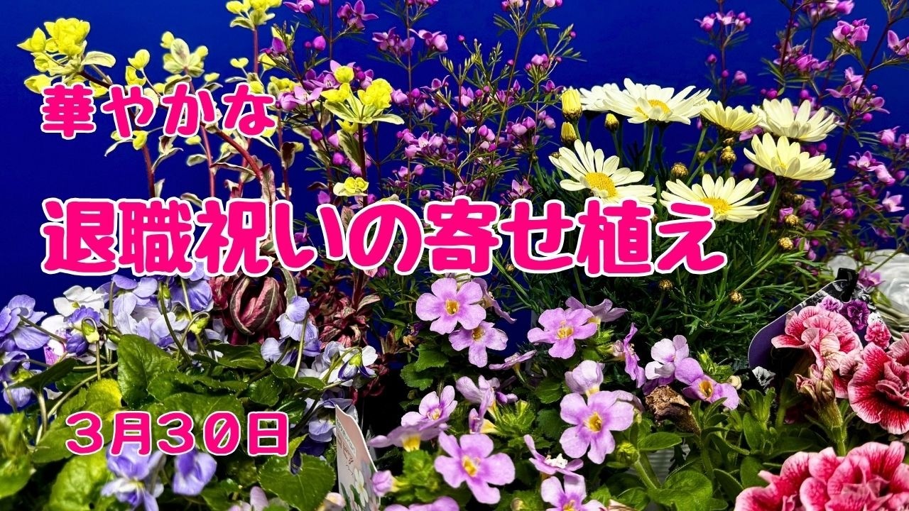 退職祝いの花束代わりに華やか #プランツギャザリング　#寄せ植え　2026年3月30日