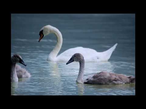 "The Longing" by Constance Demby