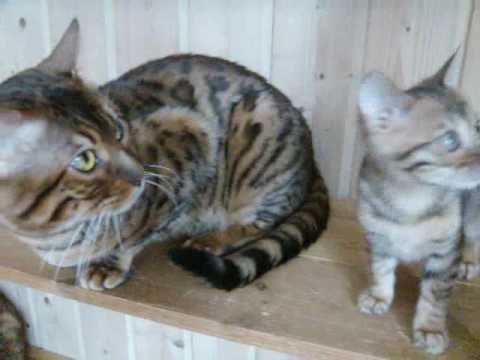 Kittens and the Secret door 3 ‎March ‎2009