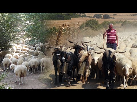 , title : 'La TRASHUMANCIA y el PASTOREO TRADICIONAL en 2020. Diario de un viaje con 1000 ovejas | Documental'