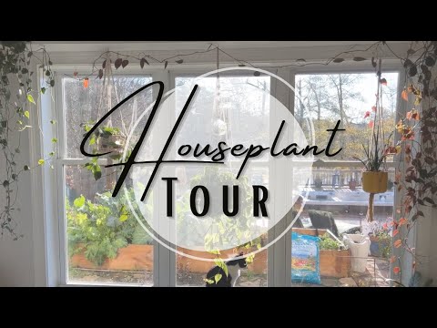 Inside My Indoor Jungle:  A Houseplant TOUR 🏡🪴