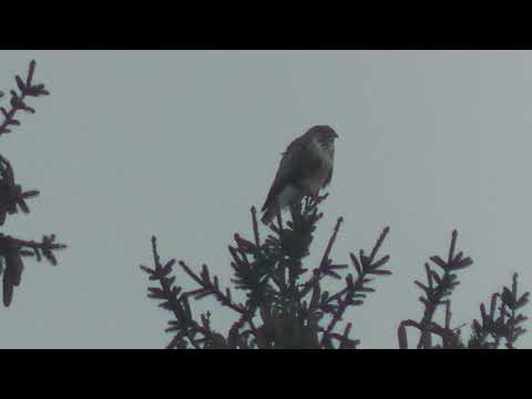 31.01.2019 Rabenhaft schöner - Donnerstag