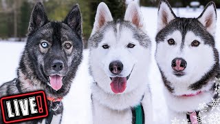 Husky Hangout LIVE 🔴 LIVE Q & A With our Siberian Huskies!