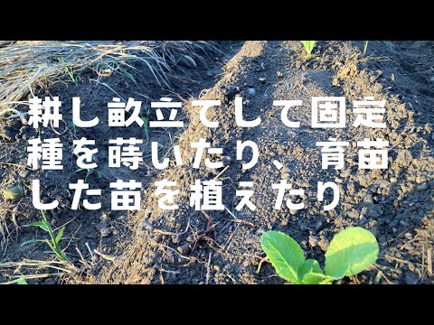  2024 年にラズベリーの吸盤を植えるのに最適な時期はいつですか?春にこれらの低木を移植するにはどうすればよいですか？  庭園