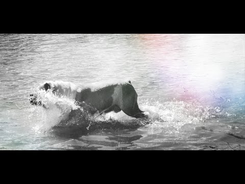 YouTube Video BrxRApoDXcs