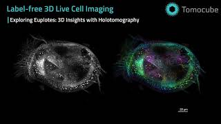 Euplotes - Label free 3D live cell imaging