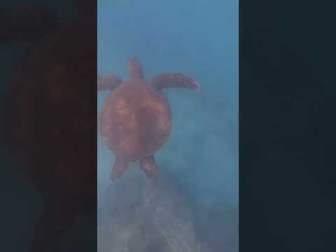 Galapagos Santa Cruz
