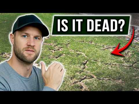 Why Your Lawn Looks Ruined Right Now