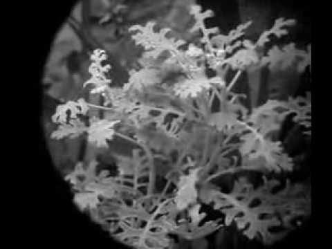 Singing From The Grave - Anna Von Hausswolff