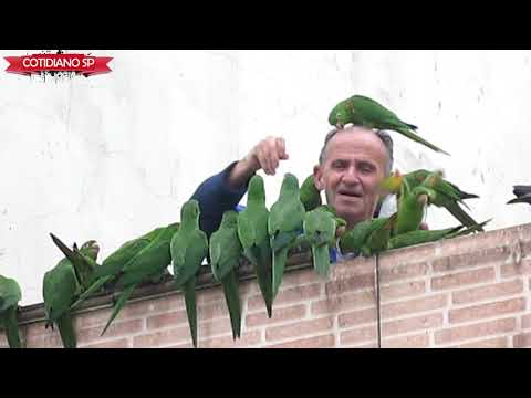 Idoso morador da Água Rasa/SP,  alimenta Maritacas na varanda de sua casa