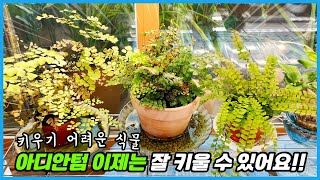 키우기 어려운 식물 아디안텀 잘 키우는법!! 온실버전&가정집버전!!
