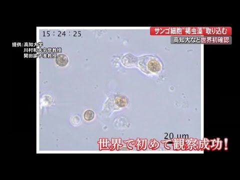 褐虫藻について詳しく解説