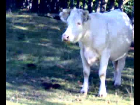 gli ultimi documentari del mondo - puntata 1919192222 - LA MUCCA