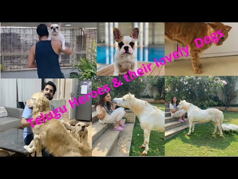 Telugu heroes  and their lovely pets|| Naga Chaitanya || Upasana || Sumanth || dogs
