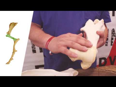 Werkman Academy Basics 05: The general setup of joints - Werkman Hoofcare