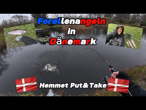 Forellenangeln in Dänemark - Hemmet Put & Take #angeln #forelle #trout #troutfishing